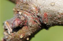 Zimujące jaja przędziorka owocowca