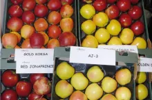 Nowe odmiany abłek na stoisku firmy AjApple