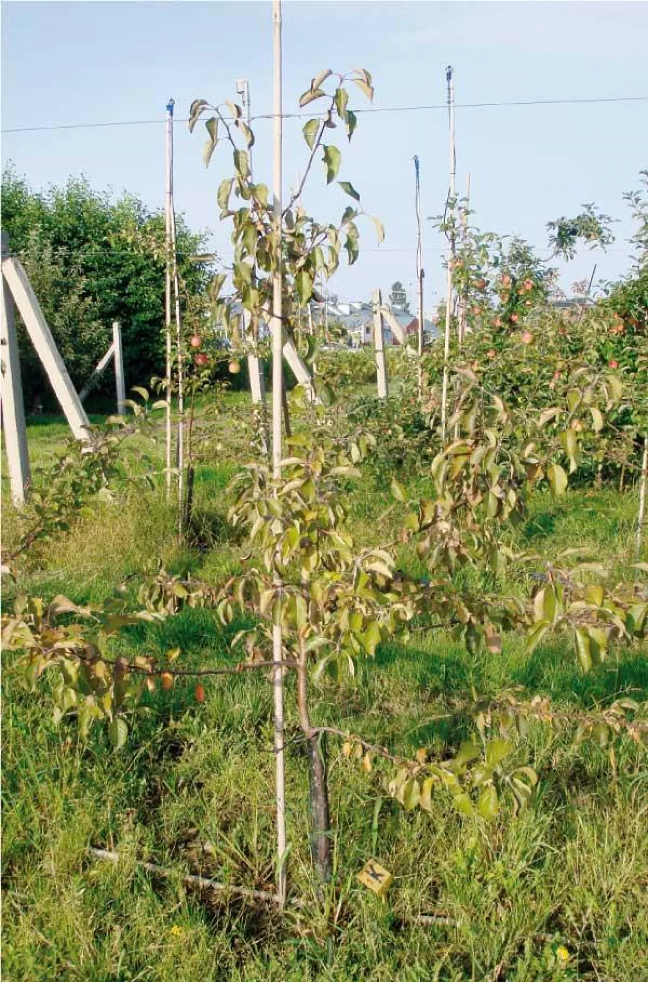 Zasychanie jabłoni posadzonej w obniżeniu po długotrwałych i wysokich opadach w sezonie wegetacyjnym w 2011 r. Sad Pomologiczny IO
