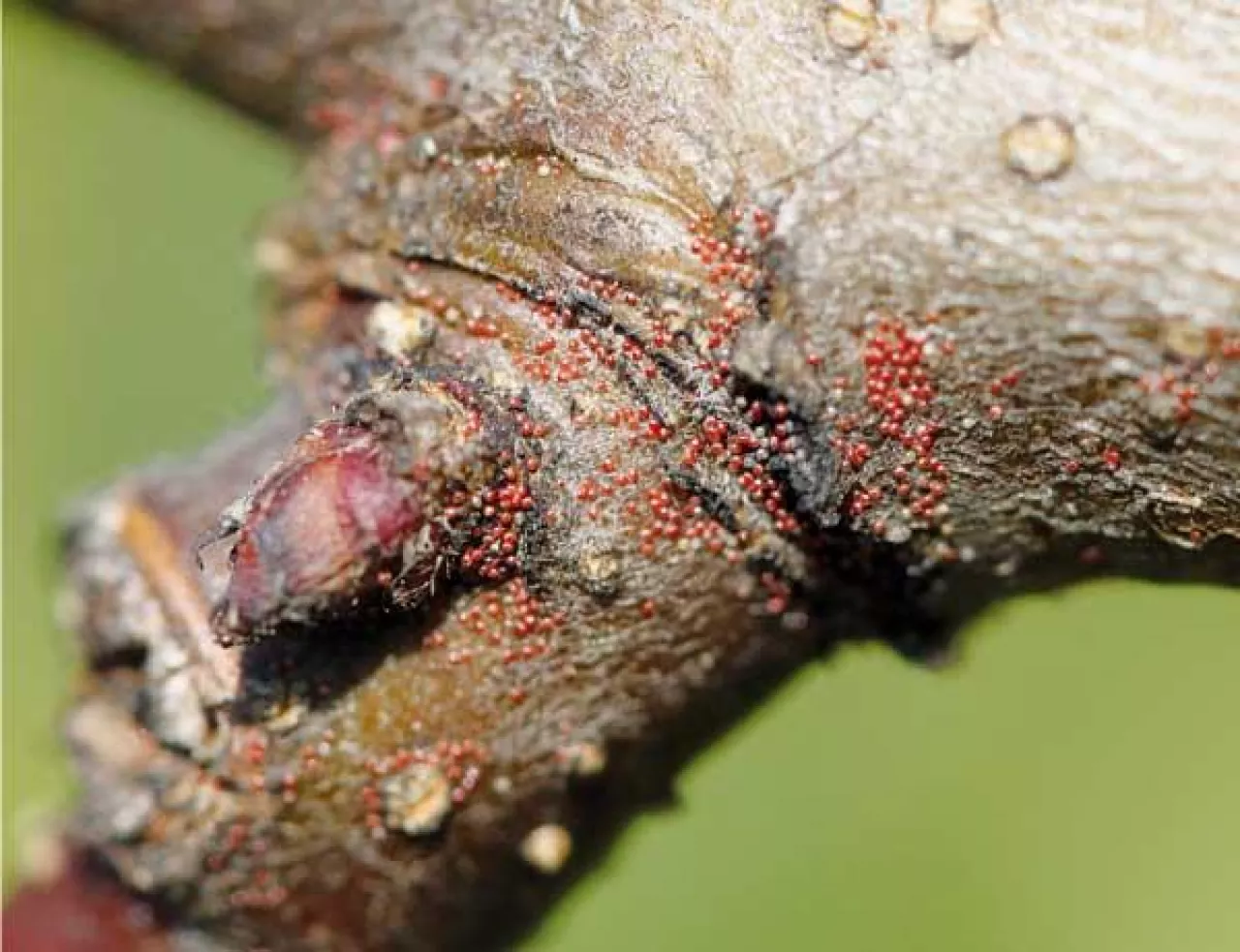 Zimujące jaja przędziorka owocowca