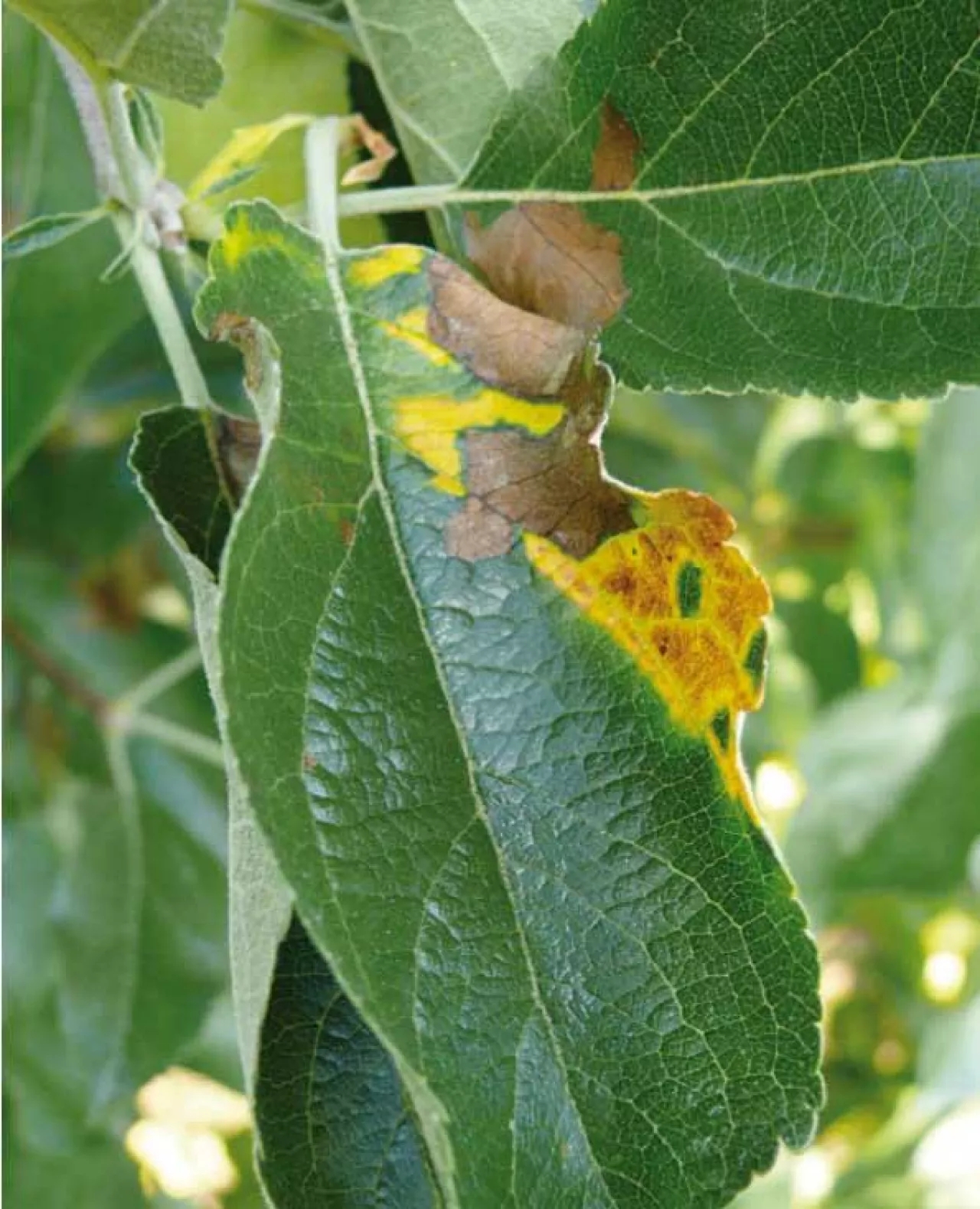 Objawy niedoboru magnezu na liściach jabłoni ‘Golden Delicious Reinders‘