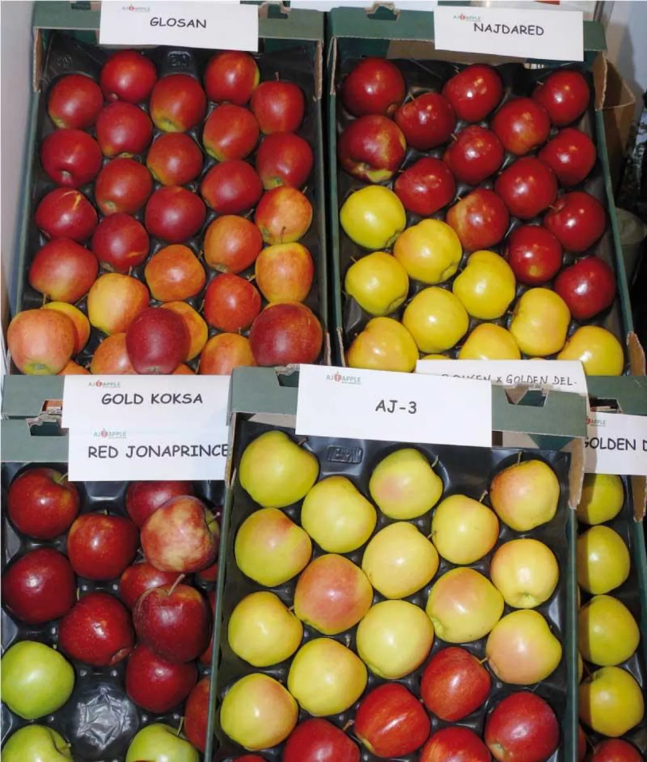 Nowe odmiany abłek na stoisku firmy AjApple