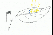 Rysunek 2. Kropla cieczy roboczej na liściu rośliny dwuliściennej