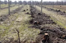 Fot. 1. Ważnym zabiegiem po wieloletnim użytkowaniu sadu jest usuwanie korzeni