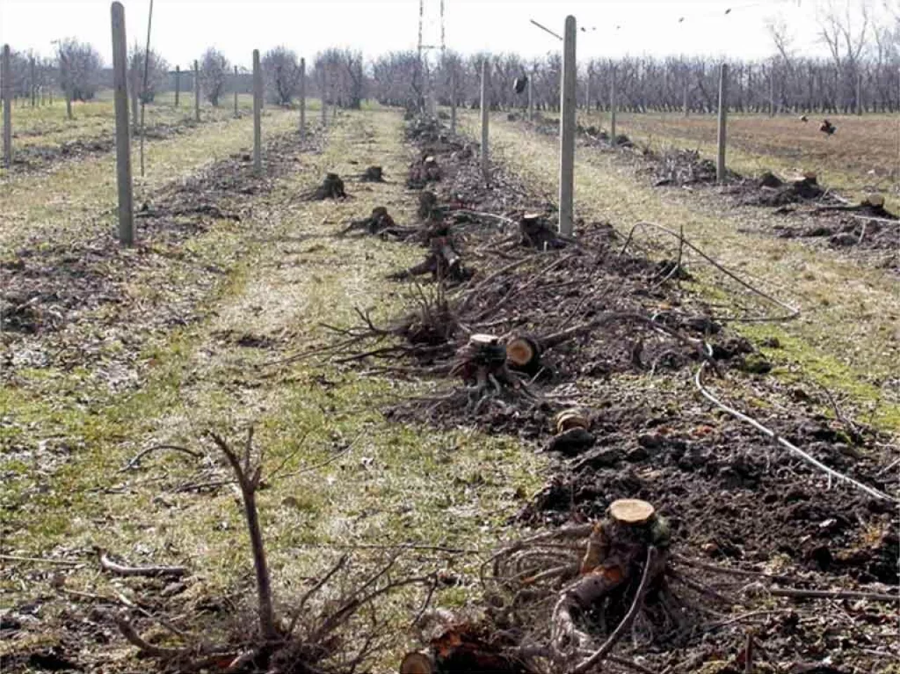 Fot. 1. Ważnym zabiegiem po wieloletnim użytkowaniu sadu jest usuwanie korzeni