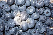 Fot. 2. Objawy szarej pleśni na owocach borówki wysokiej