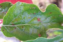 O minionym sezonie słów kilka