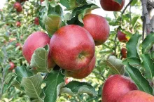 Rola etylenu i 1-MCP w pozbiorczym dojrzewaniu jabłek