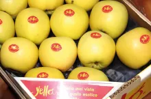 Na przykładzie yello®