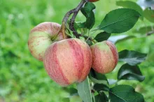 Fot. 2. Wadą ‘Gali’ jest skłonność do tworzenia mutacji powrotnych – regresja u ‘Gali Mondial’ i ‘Gali Schniga’