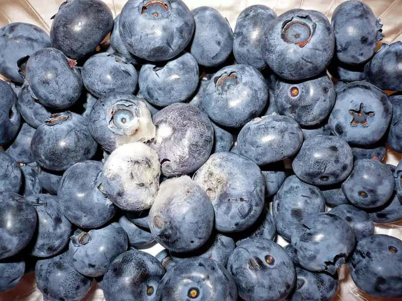 Fot. 2. Objawy szarej pleśni na owocach borówki wysokiej