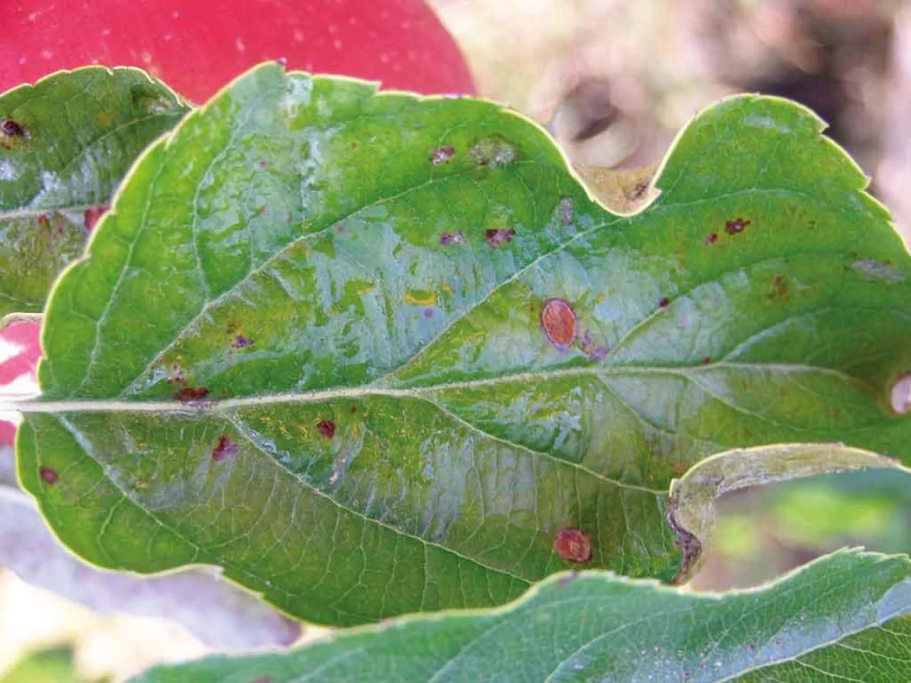 O minionym sezonie słów kilka