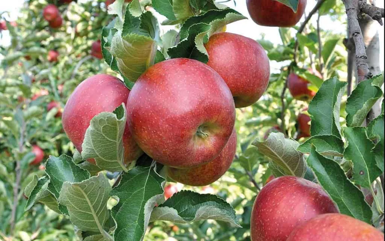 Rola etylenu i 1-MCP w pozbiorczym dojrzewaniu jabłek