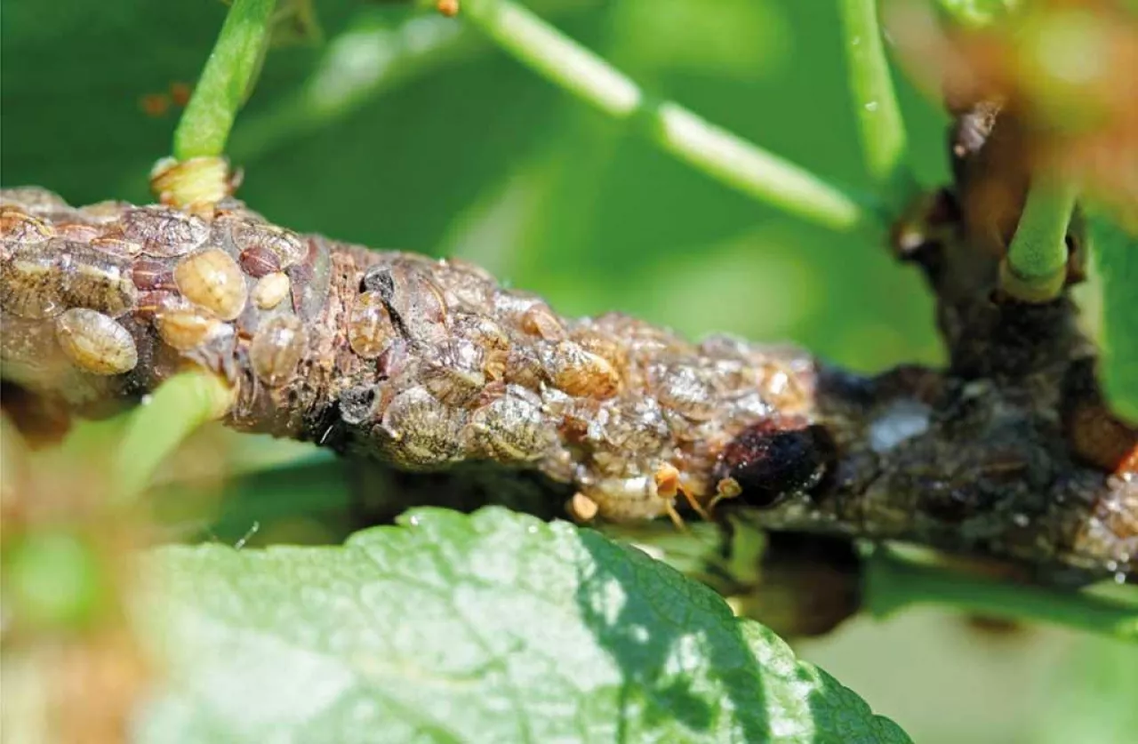 Fot. 1. Larwy i dojrzewające samice misecznika śliwowca