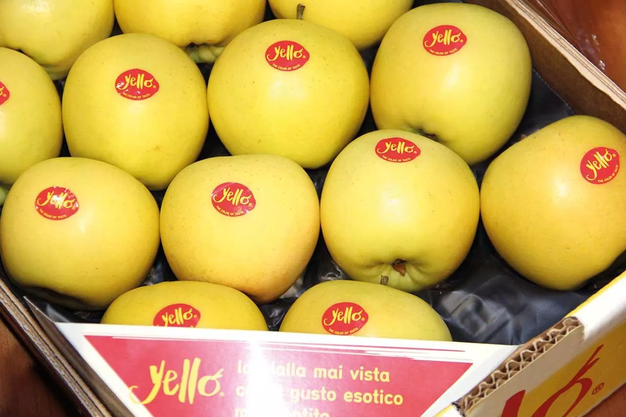 Na przykładzie yello®