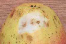 Malus domestica Summerred