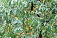 Przed zbiorami ziarnkowych - po zbiorach pestkowych