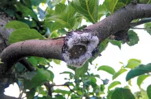 Bawełnica korówka coraz groźniejsza