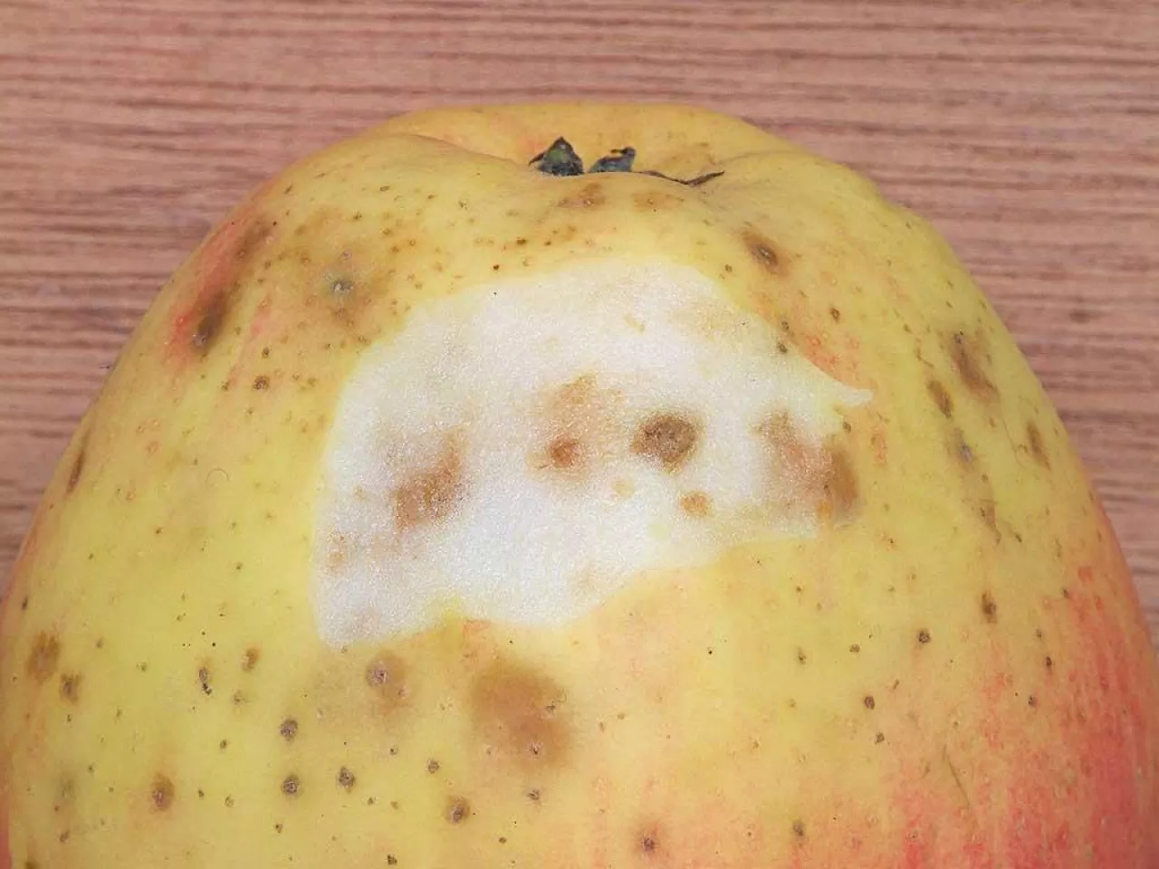 Malus domestica Summerred