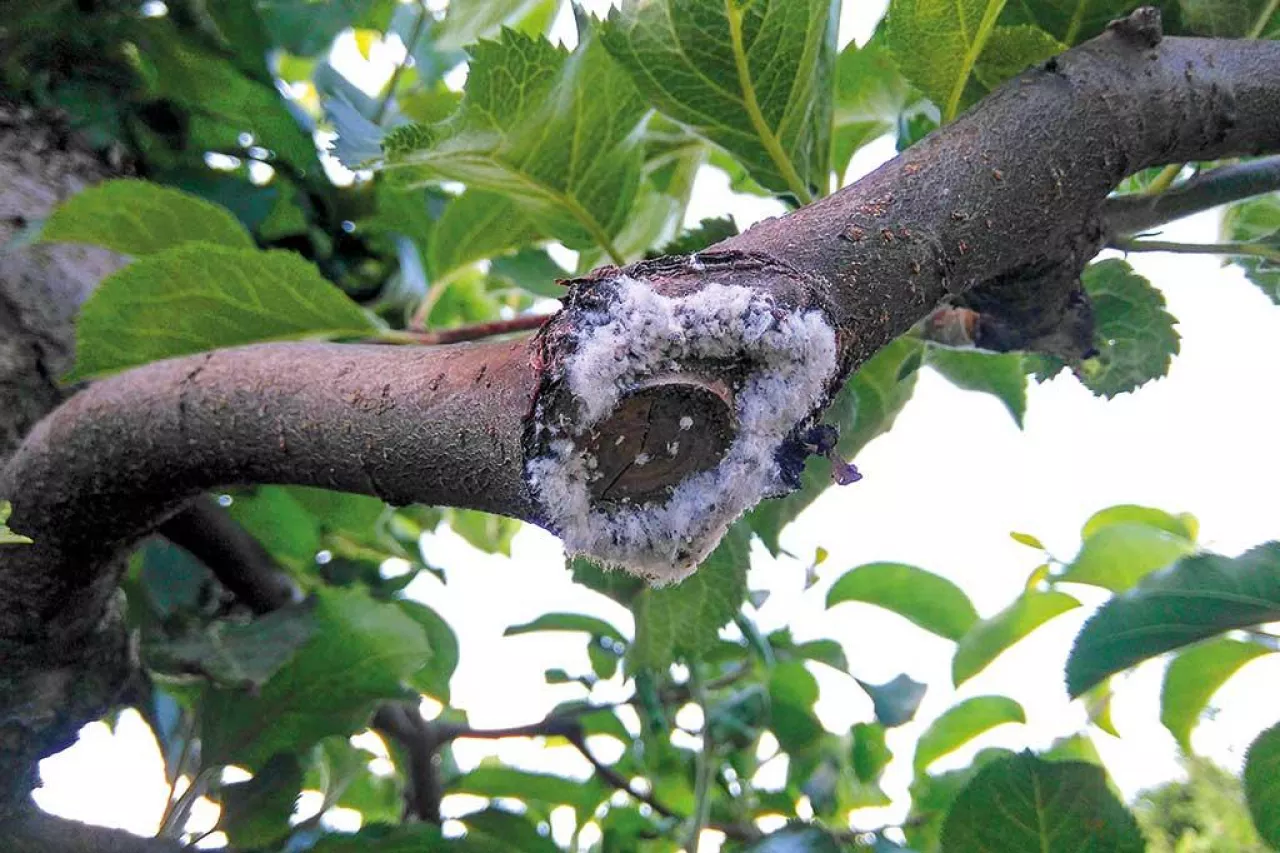 Bawełnica korówka coraz groźniejsza