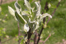 Mączniak jabłoni – występowanie i zwalczanie