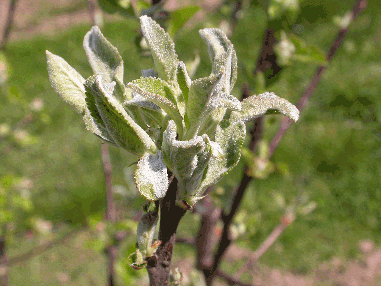 Mączniak jabłoni – występowanie i zwalczanie