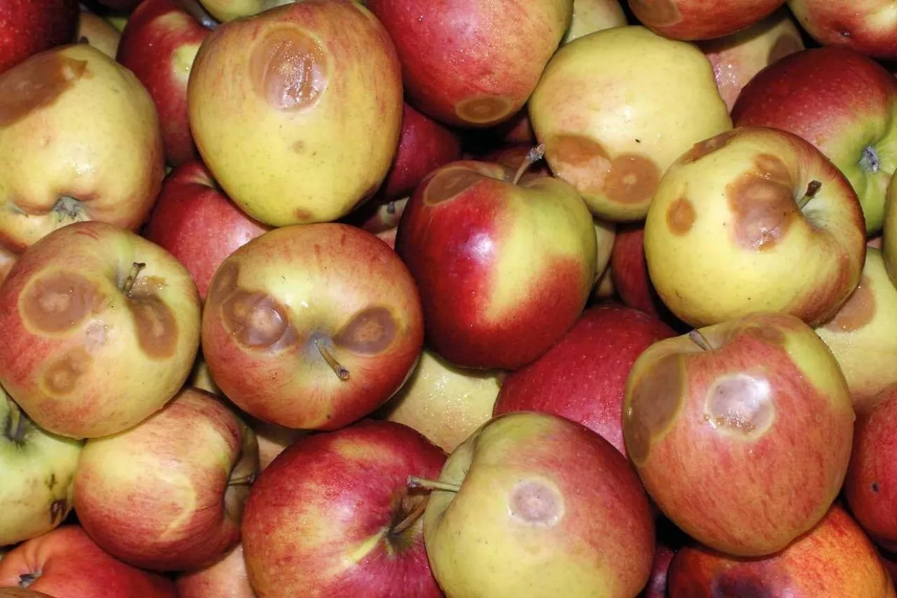 Gorzka zgnilizna owoców