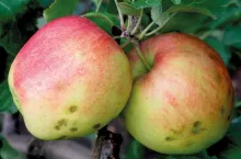 Nowoczesne technologie przechowalnicze - nowe wyzwania