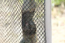 Ochrona drzew owocowych jesienią