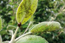 Wpływ zmian klimatu na ochronę sadów przed szkodnikami