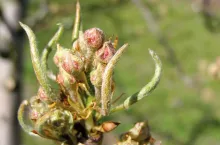 Na dobry początek – dokarmianie dolistne drzew od ruszenia wegetacji do początku kwitnienia