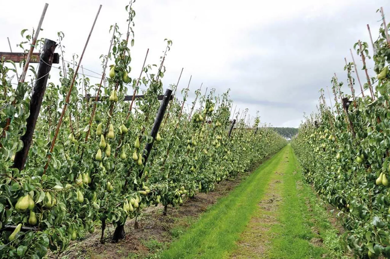 Grusze prowadzone w V-system