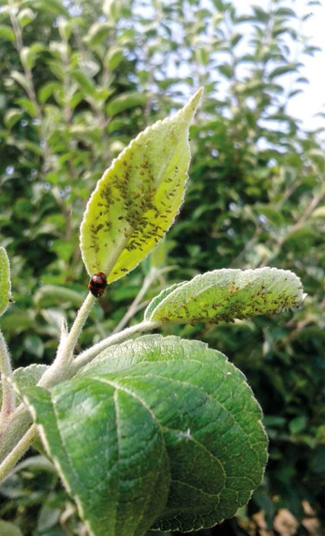 Wpływ zmian klimatu na ochronę sadów przed szkodnikami