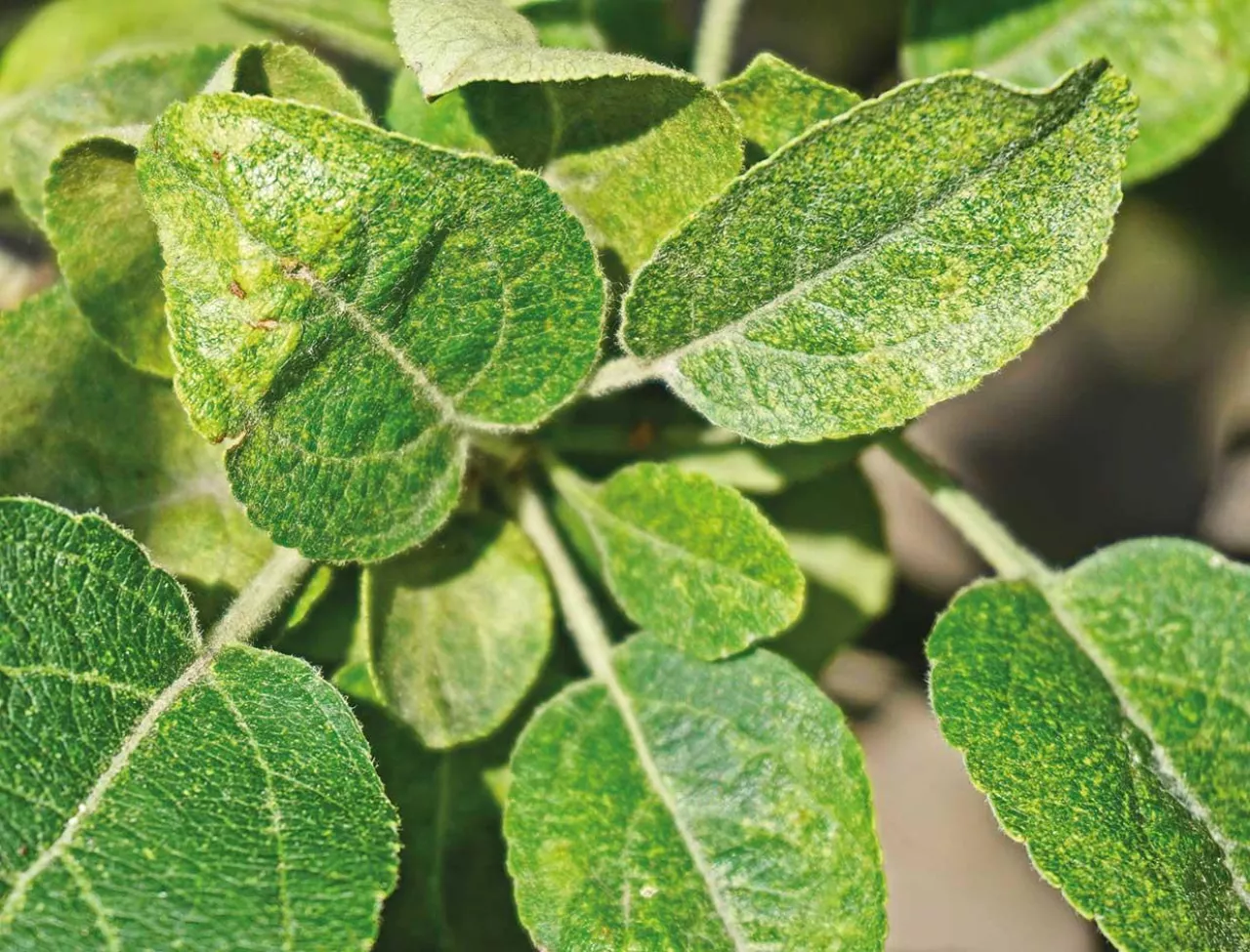 Szkodniki w sadach jabłoniowych i gruszowych – zwalczanie przed kwitnieniem