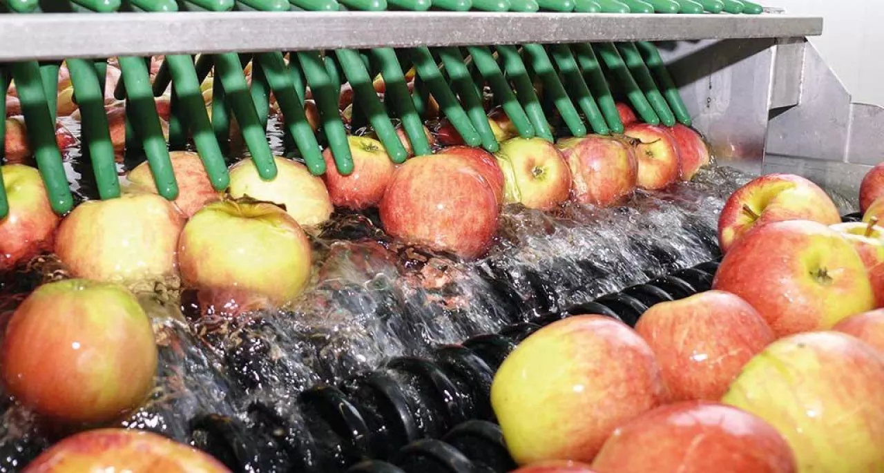 Bezpieczeństwo i jakość owoców po zbiorze