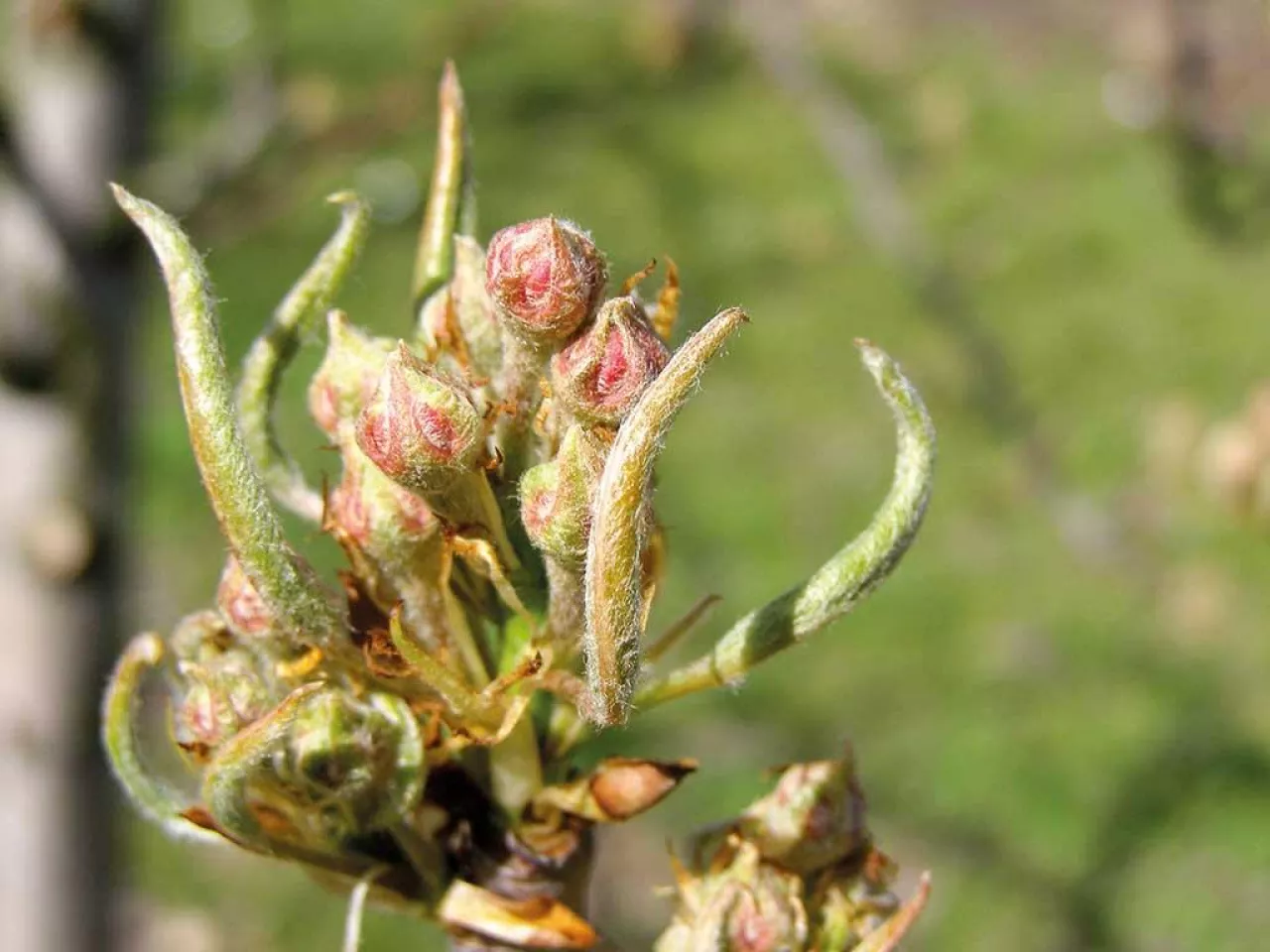 Na dobry początek – dokarmianie dolistne drzew od ruszenia wegetacji do początku kwitnienia