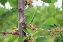 Pęd wyrosły po nacięciu przewodnika - jak ciąć czereśnie