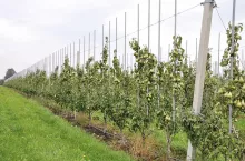 Nowy fungicyd do ochrony jabłoni i gruszy