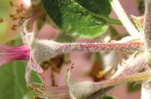 Fontelis™ 200 SC w ochronie jabłoni przed chorobami grzybowymi. Parch jabłoni