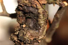 A może ochrona zimą?