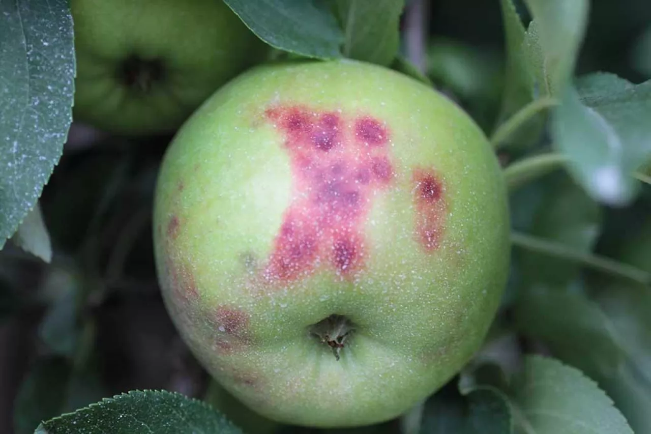 Nieinfekcyjne choroby owoców w okresie przechowywania