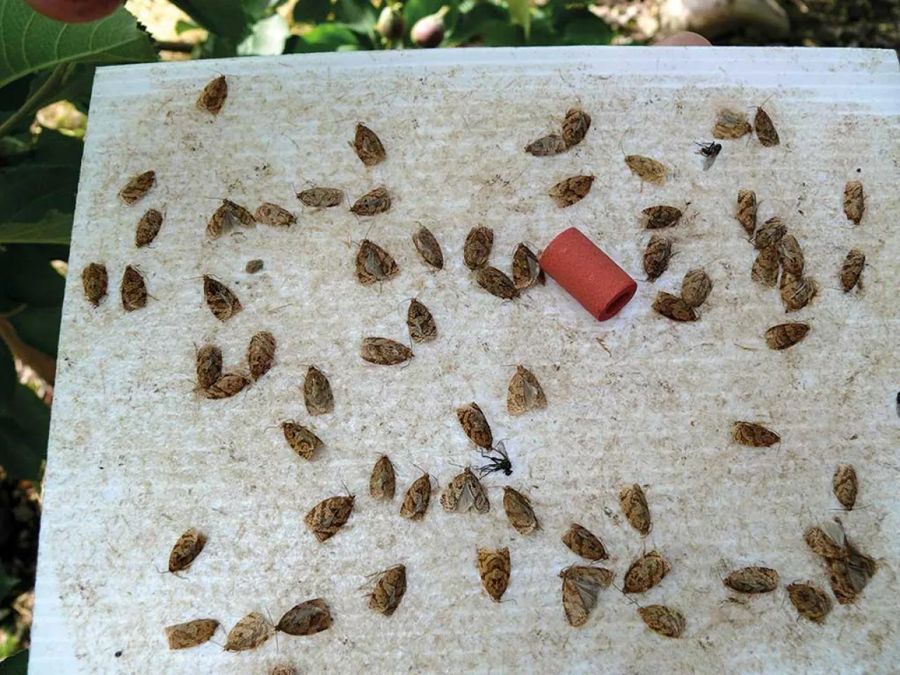 Szkodliwe motyle latem