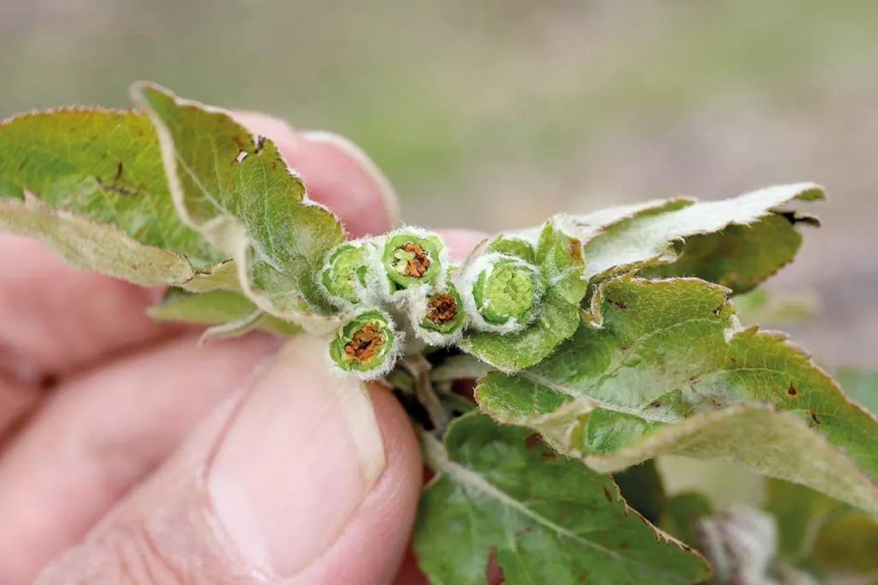 Reakcje roślin na czynniki stresowe – trochę teorii, do zastosowania w praktyce
