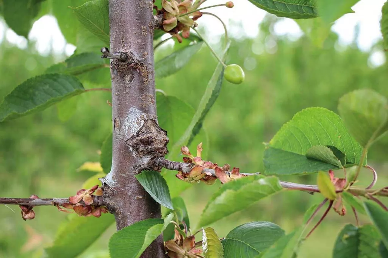 Pęd wyrosły po nacięciu przewodnika - jak ciąć czereśnie