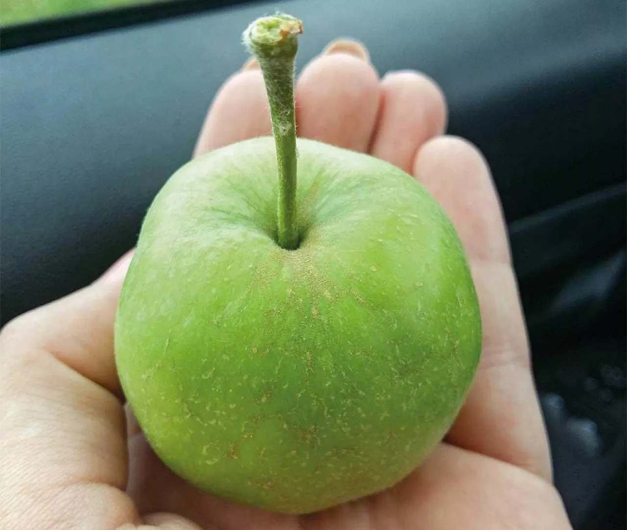 Lustracje pod kątem przędziorków i pordzewiaczy – praktyczne porady