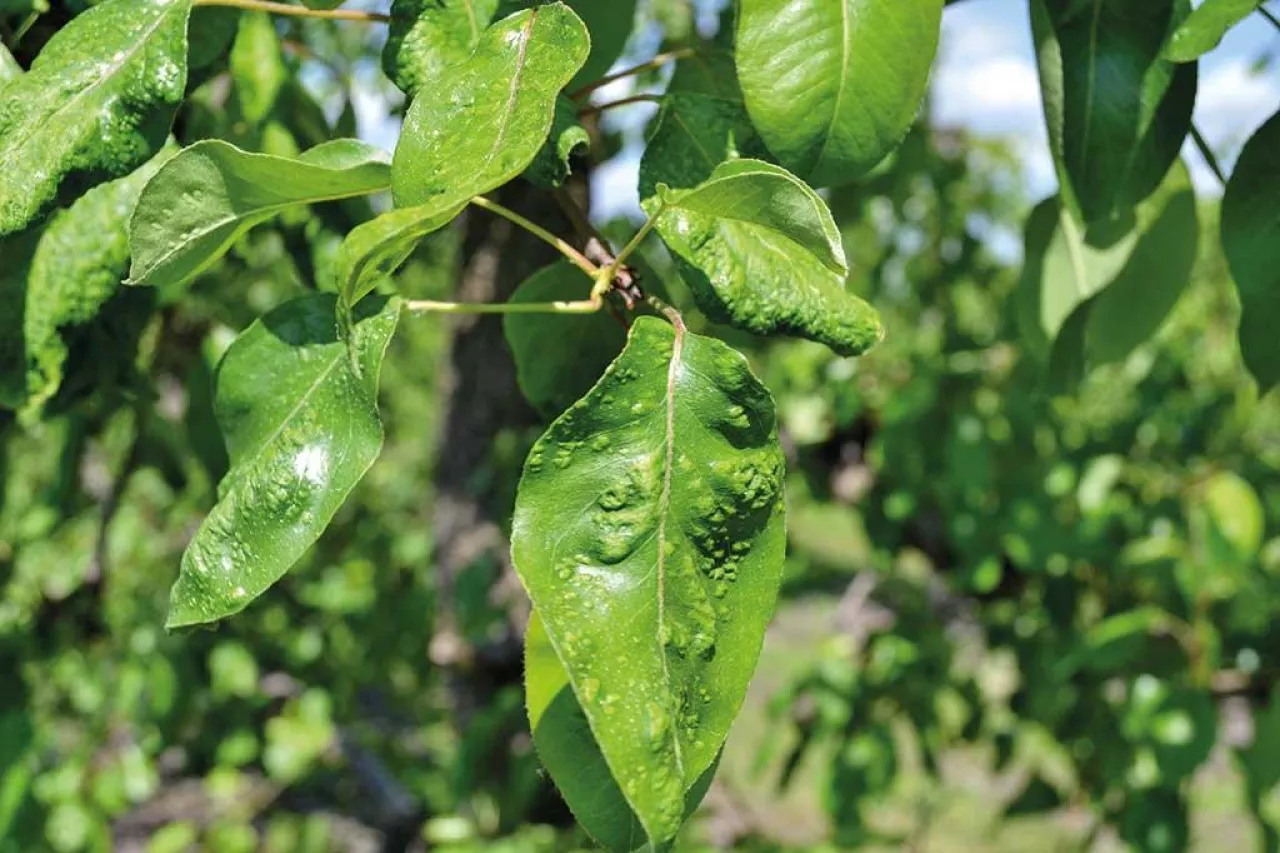 Przędziorki i szpeciele w sadach – zagrożenie i zwalczanie