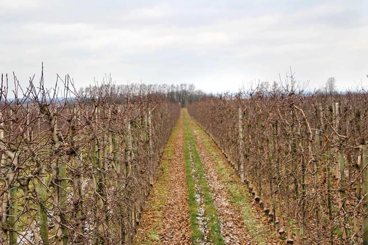 Jak tną drzewa najlepsi