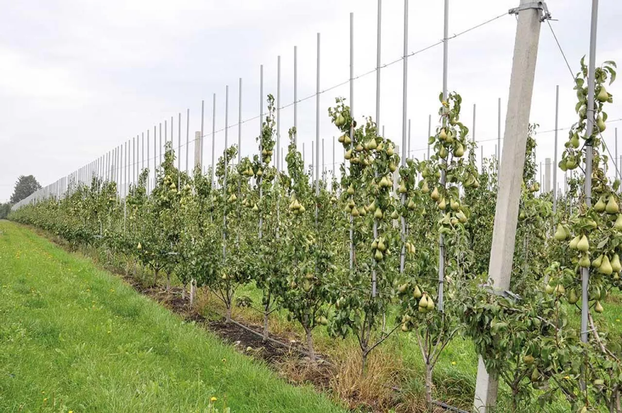 Nowy fungicyd do ochrony jabłoni i gruszy