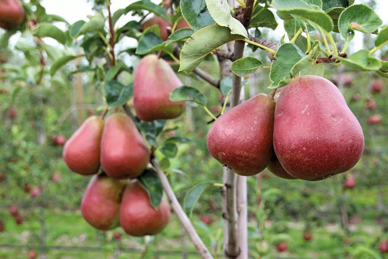 Nowe odmiany gruszy dla Europy