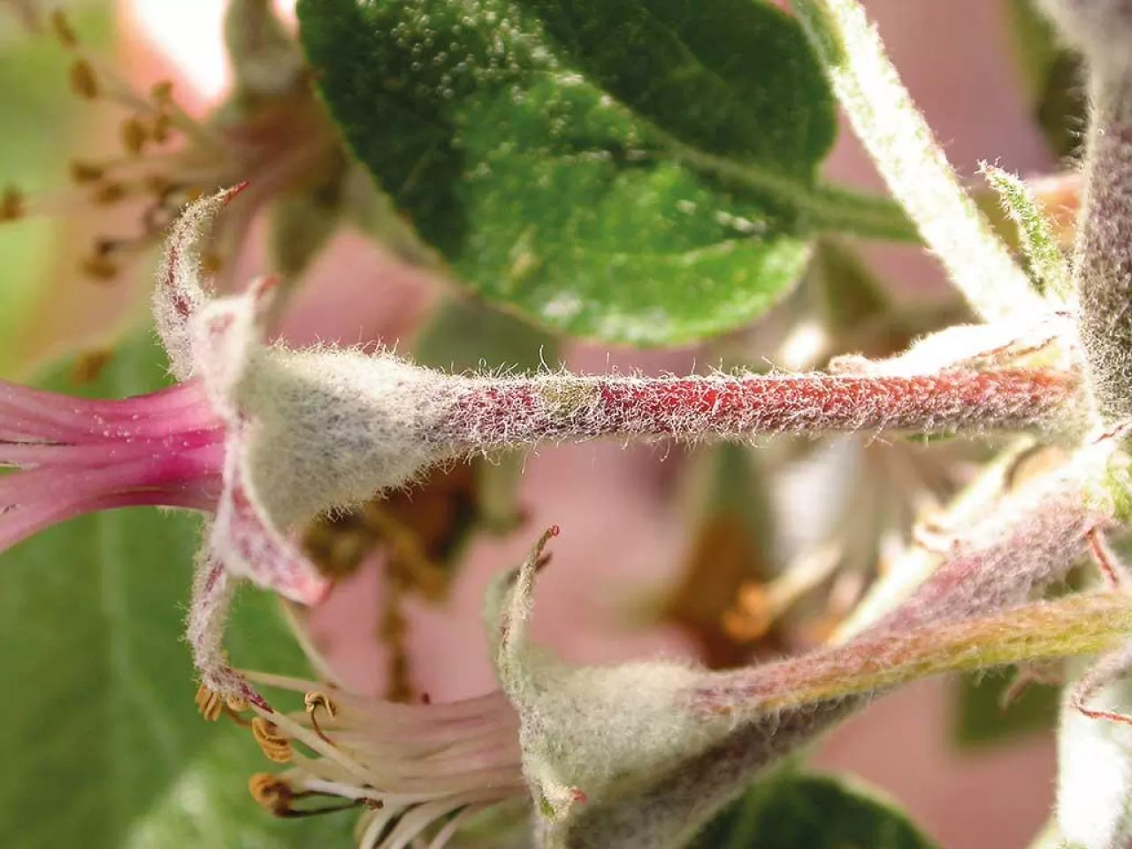 Fontelis™ 200 SC w ochronie jabłoni przed chorobami grzybowymi. Parch jabłoni